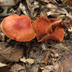 Cortinarius harrisonii